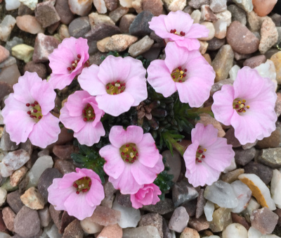Saxifraga 'Tysoe Pink-Perfection'